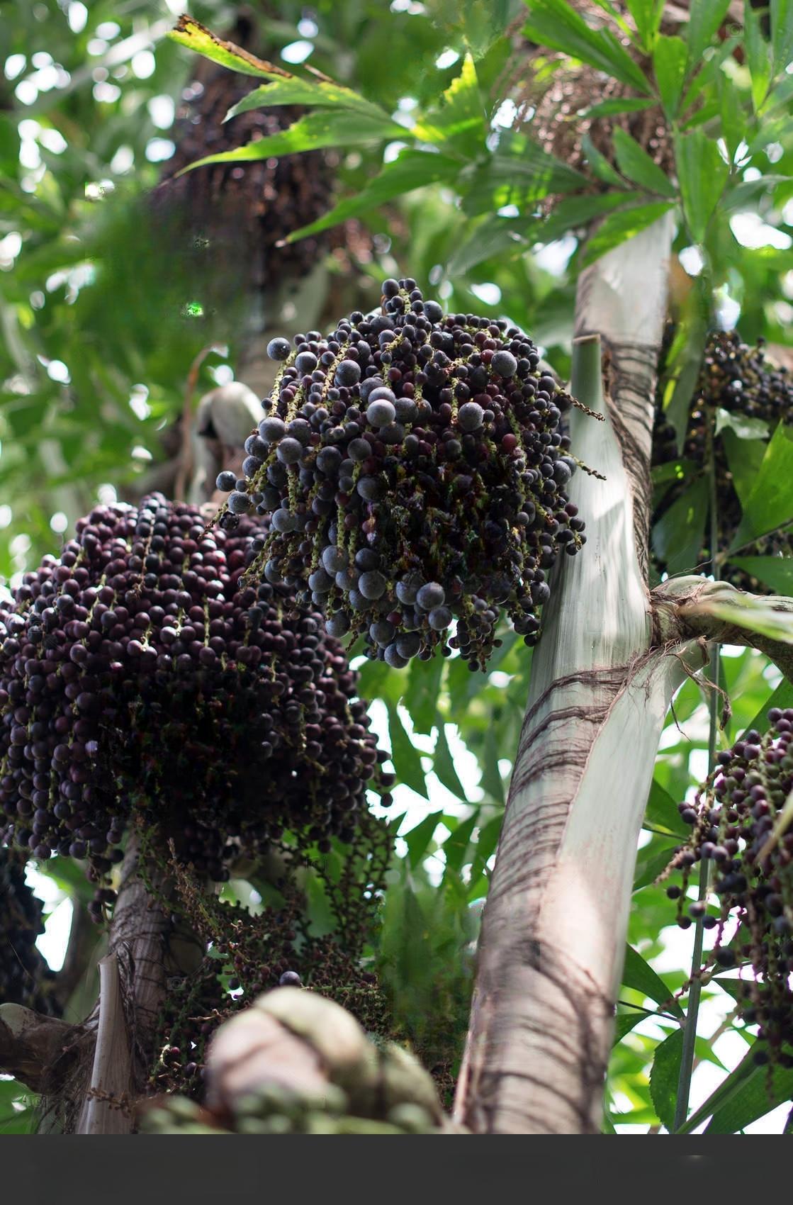 Açaí