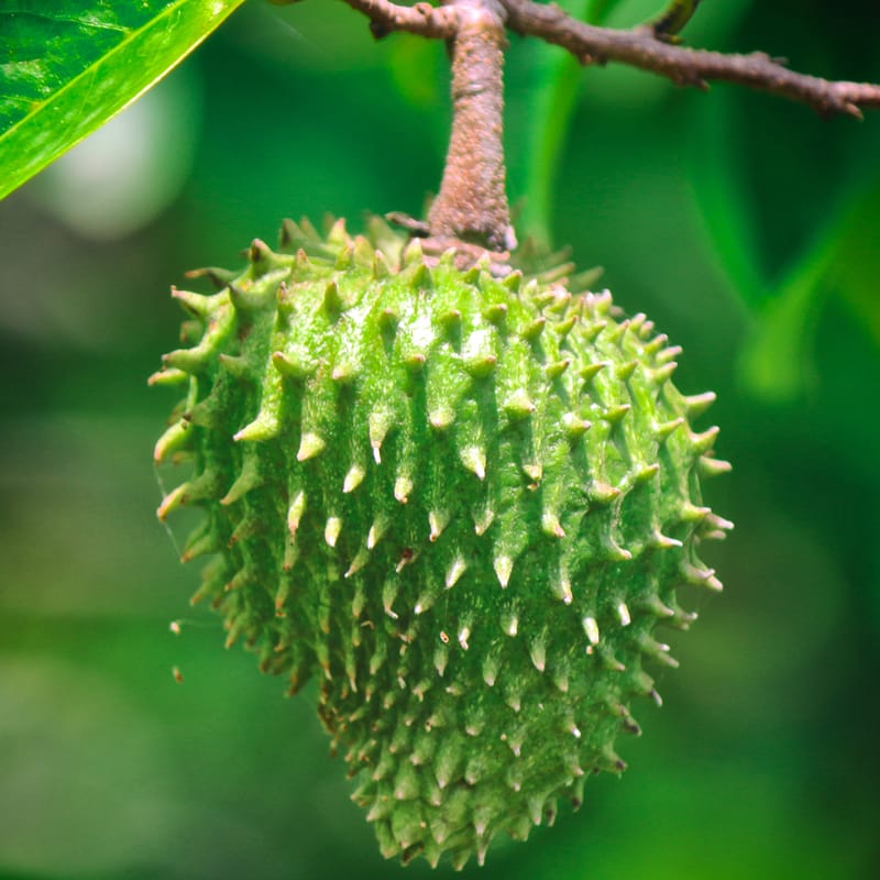 Graviola